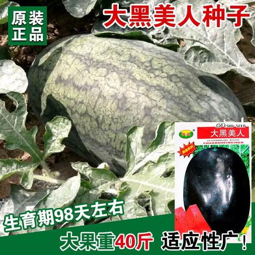 玫瑰花茶